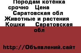 Породам котёнка срочно › Цена ­ 2 000 - Саратовская обл. Животные и растения » Кошки   . Саратовская обл.